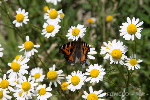 <b>Foto nr.: 140701-02716 </b><br>
Een vlinder op mooi wit bloembed.