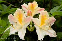 <b>Foto nr.: 140429-00841</b><br>
Witte azalea met licht gele streep.