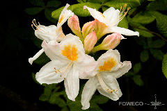 <b>Foto nr.: 140429-00847</b><br>
Witte azalea met een geel hartje.