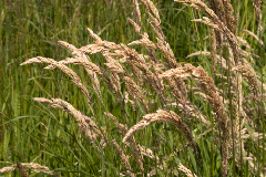 <b>Foto nr.: 140607-02132</b><br>Sierlijk blank in het gras.