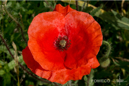 <b>Foto nr.: 140613-02461</b><br>Bijna uitgebloeid, maar toch nog mooi. 