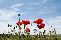 <b>Foto nr.: 140629-02679</b><br>De laatbloeiers.  